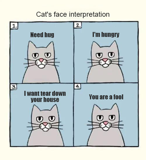 cat-face-1