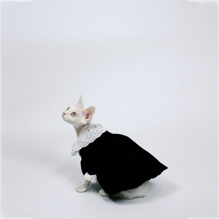 Cat Black Dress 5