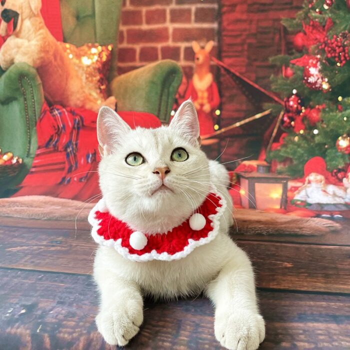Cat Christmas Collar 6