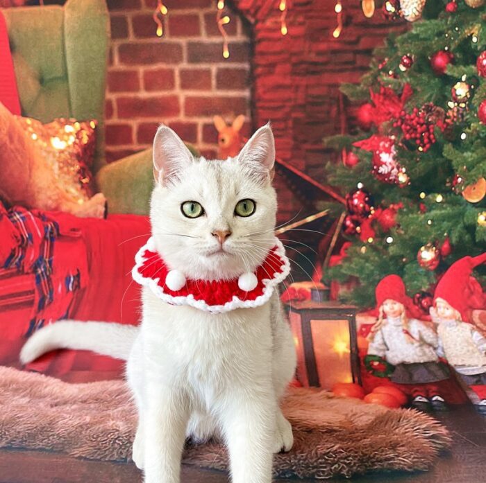 Cat Christmas Collar 7